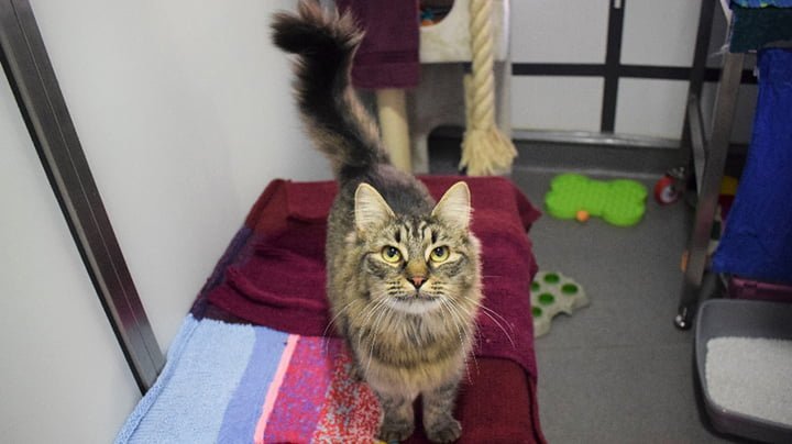 Refugio organizó una fiesta de cumpleaños para este gato, pero nadie asistió 10 Gata esperando ser amada