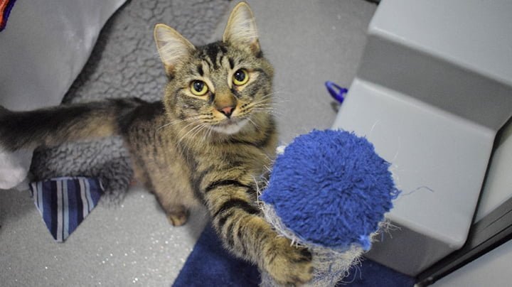 Refugio organizó una fiesta de cumpleaños para este gato, pero nadie asistió 14 Gata juguetona