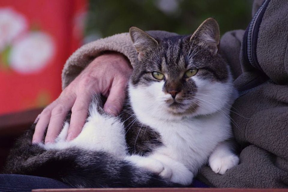 Organización mejora la vida de pacientes de un hospicio dejando que se queden con sus mascotas 11 Gatito es cuidado por adulto