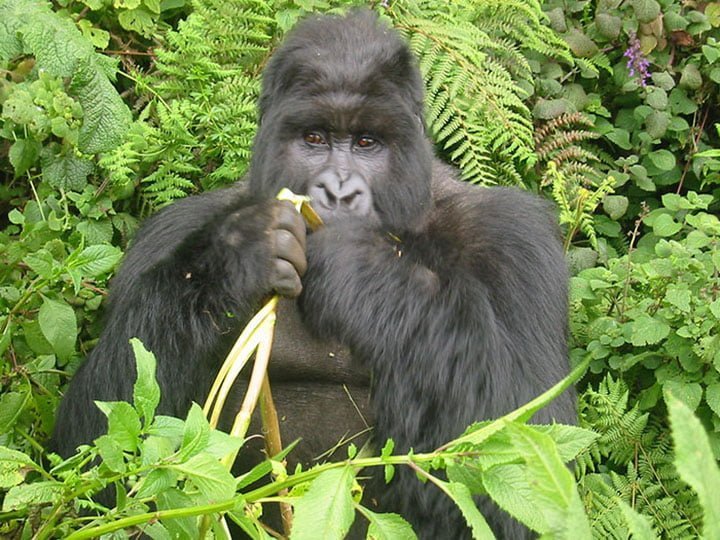 Jóvenes gorilas desmantelan trampas de cazadores furtivos después de perder a su amigo 6 gorila comiendo plátano en la selva