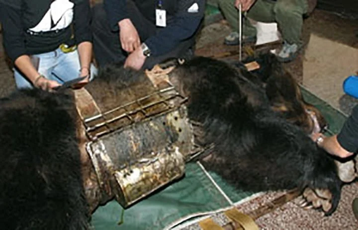 Granjas de osos para bilis