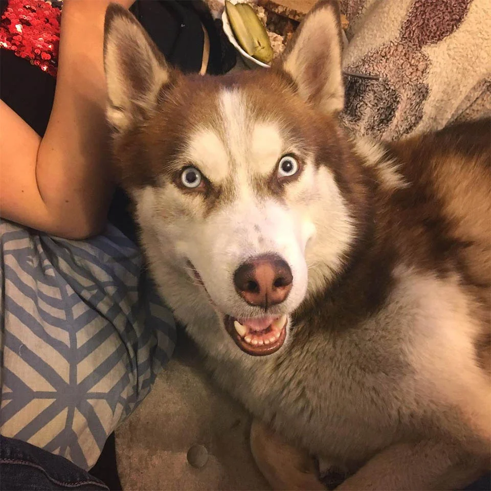 Canino leal en su hogar