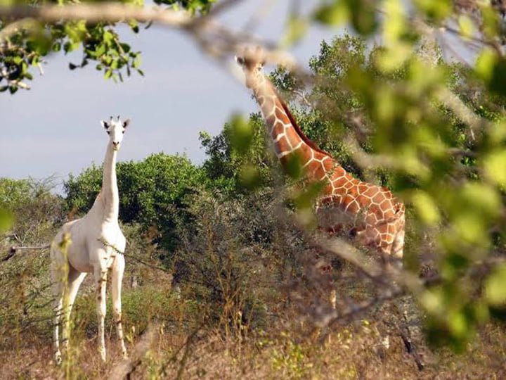 La única jirafa blanca de Kenia y su cría son asesinadas por cazadores furtivos 5 Jirafa blanca entre los árboles