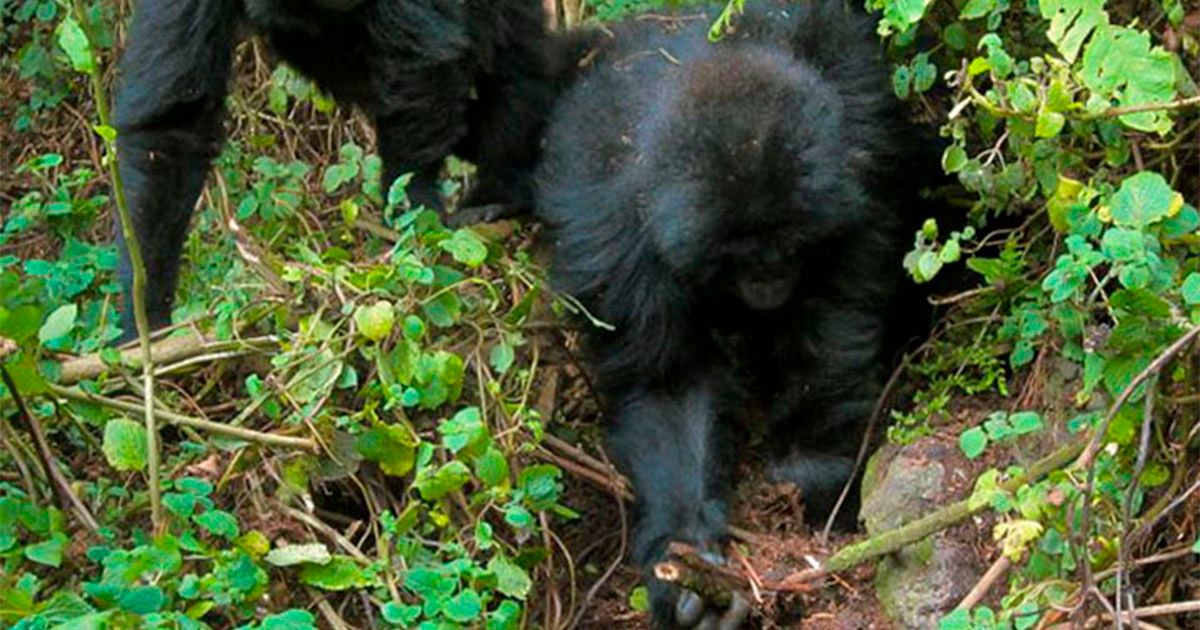 Jóvenes gorilas desmantelan trampa de cazadores