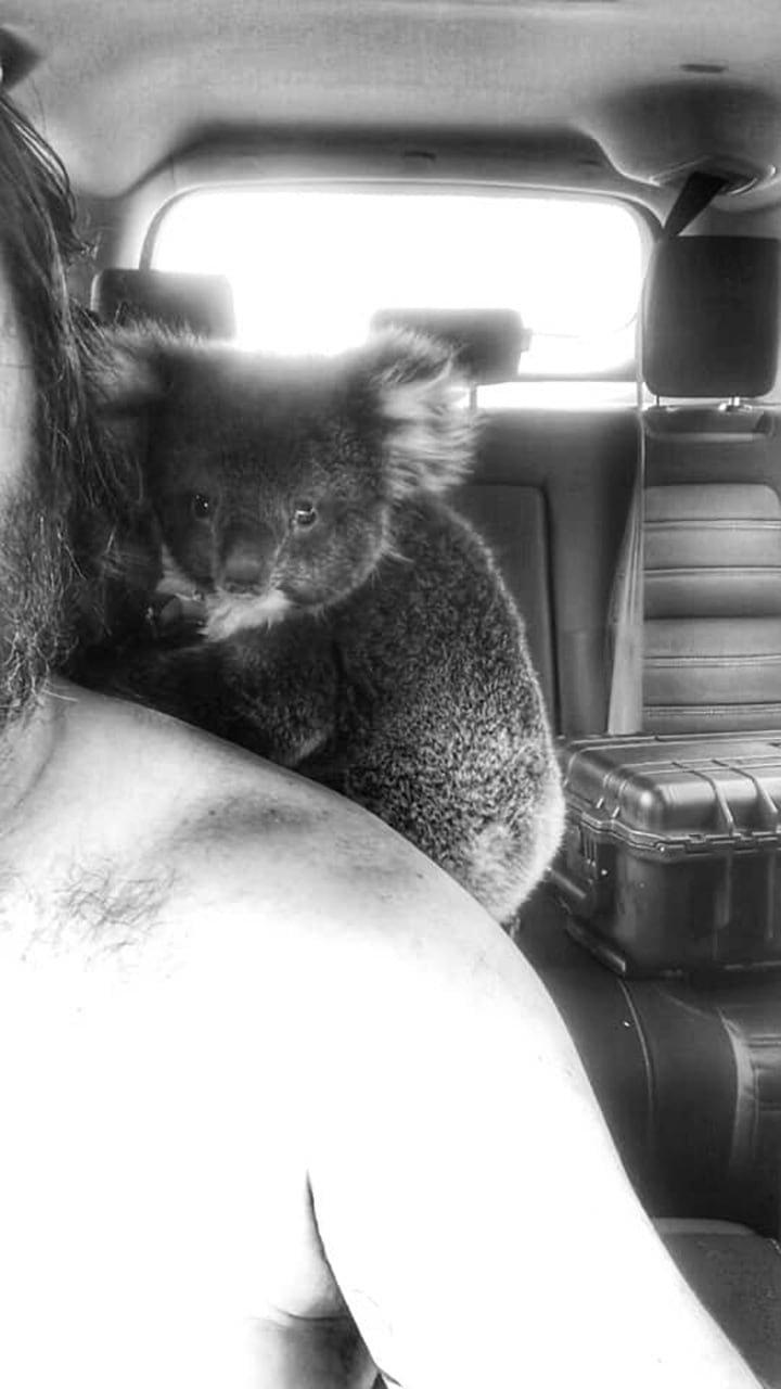 Koala salvado de los incendios forestales no deja de acurrucarse con su salvador 6 Koala acurrucado