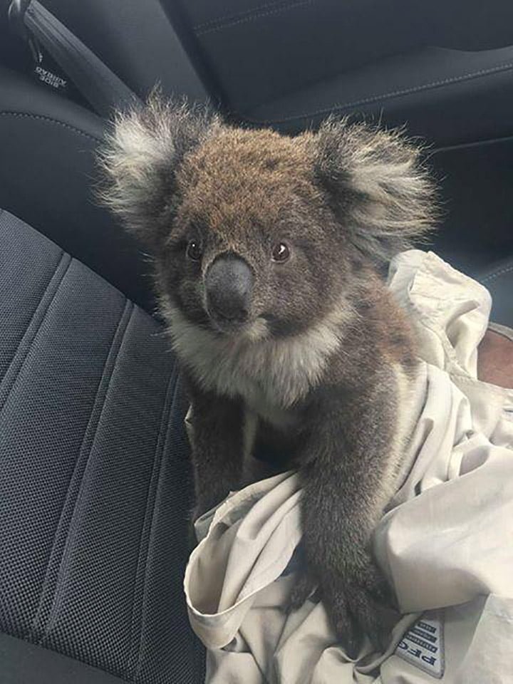 Koala salvado de los incendios forestales no deja de acurrucarse con su salvador 5 Koala en el automóvil