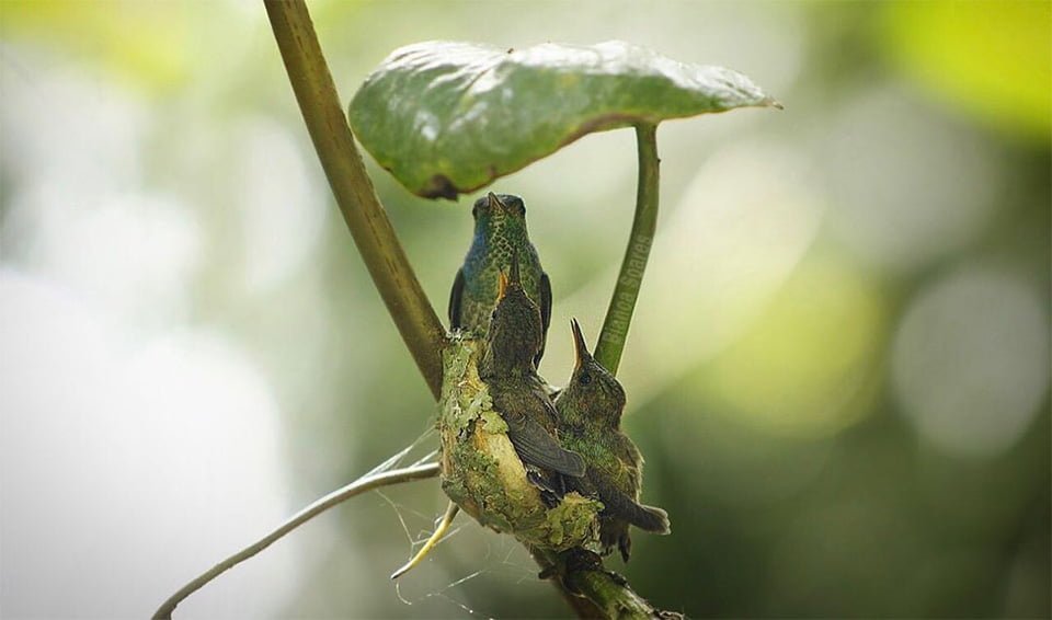 Colibrí inteligente construye un nido con techo para proteger a sus polluelos 9 Madre colibrí y polluelos