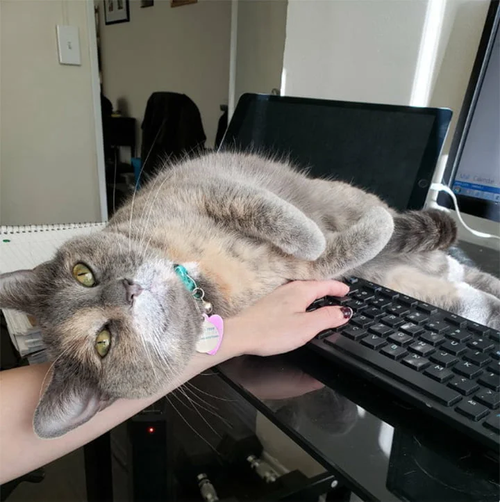 Mascotas dificultan trabajo