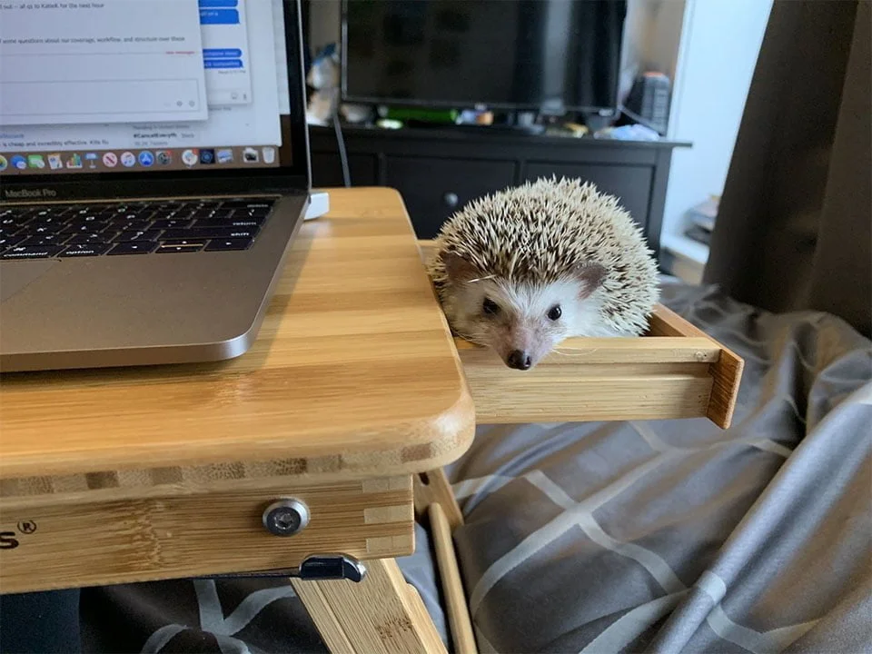 Mascotas distraen a sus dueños