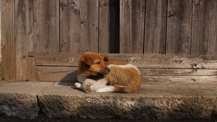 Ministro pide adoptar perros