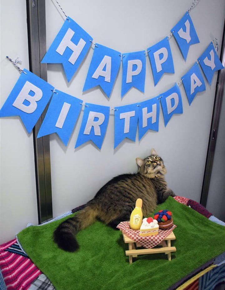 Refugio organizó una fiesta de cumpleaños para este gato, pero nadie asistió 11 Monique celebrando