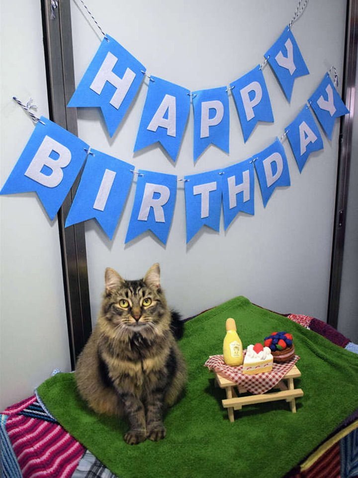 Refugio organizó una fiesta de cumpleaños para este gato, pero nadie asistió 12 Monique en su cumpleaños