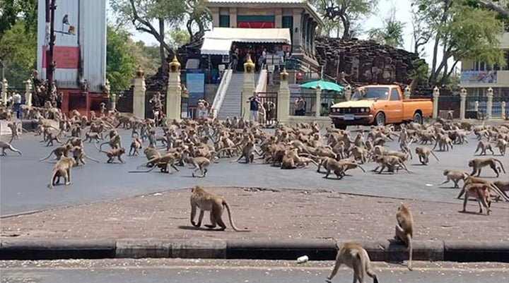Monos hambrientos en Tailandia pelean por conseguir comida 6 Monos hambrientos peleando por comida