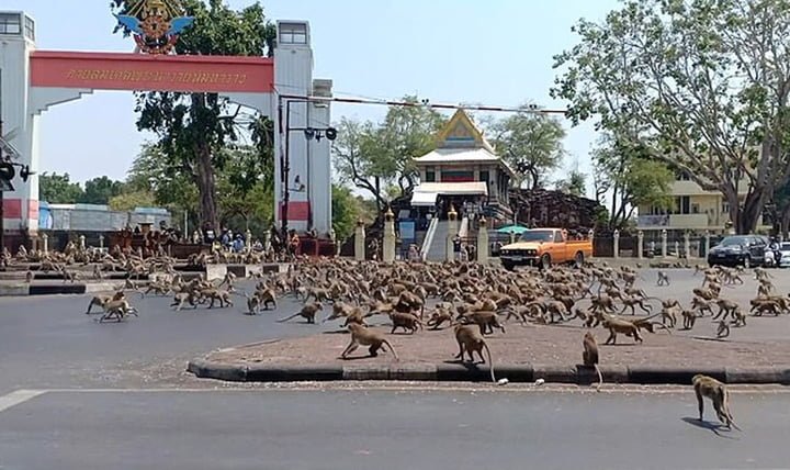 Monos hambrientos en Tailandia pelean por conseguir comida 7 Monos hambrientos peleando