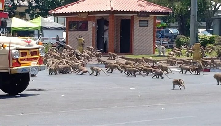 Monos hambrientos en Tailandia pelean por conseguir comida 8 Primates peleando por comida