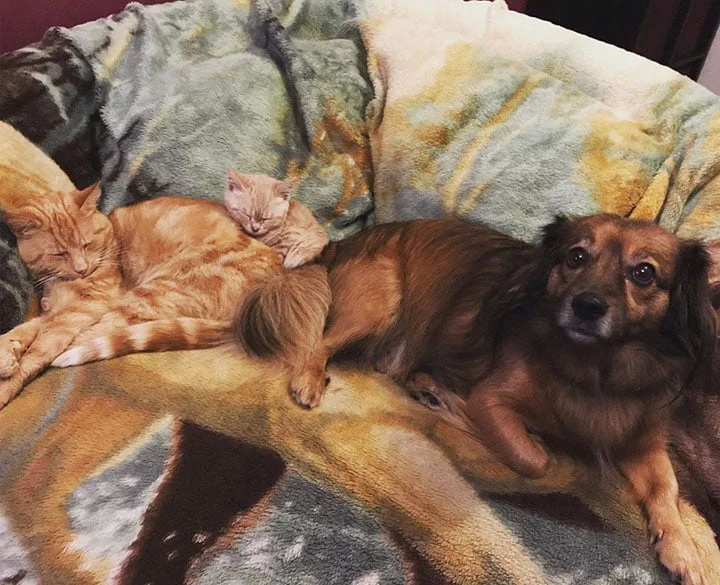 Gato con una forma 'rara' de enanismo se quedará como un gatito para siempre 1 Munchie y sus hermanos adoptivos