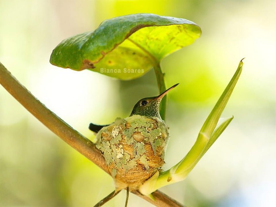 Colibrí inteligente construye un nido con techo para proteger a sus polluelos 8 Nido con techo