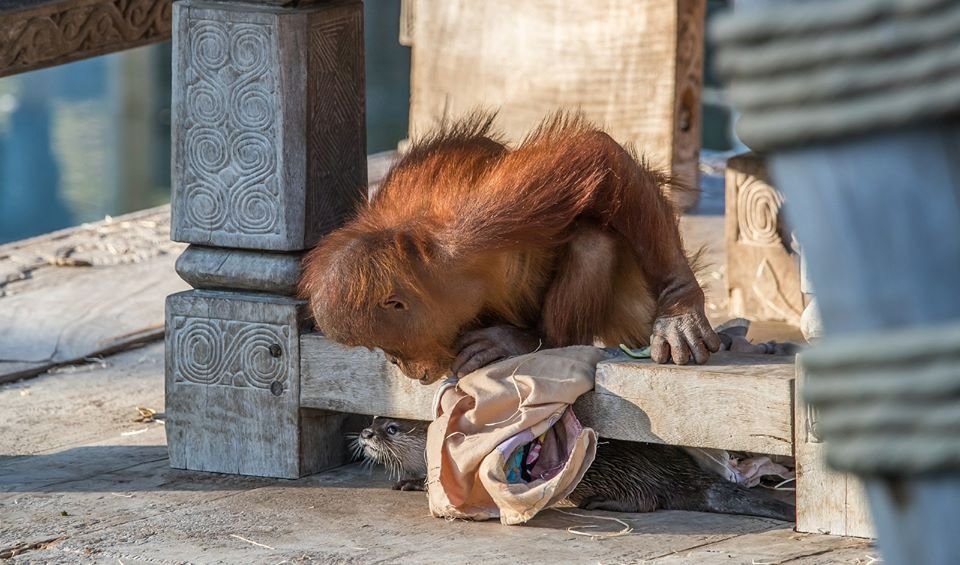 Zoológico comparte adorables fotos de orangutanes jugando con nutrias 6 Orangután jugando con nutria en zoológico