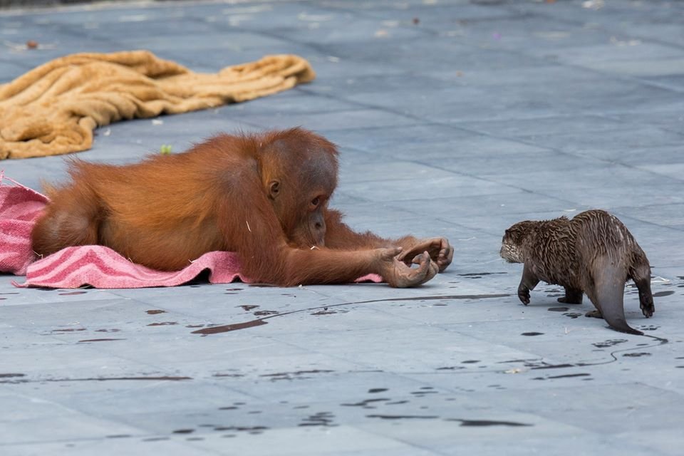 Zoológico comparte adorables fotos de orangutanes jugando con nutrias 5 Orangután y nutria
