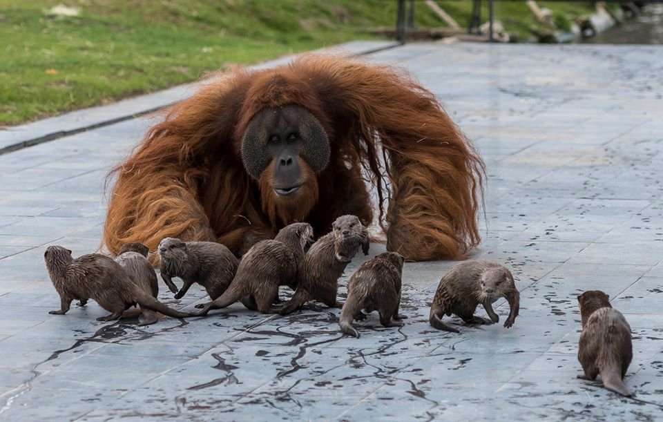 Zoológico comparte adorables fotos de orangutanes jugando con nutrias 4 Orangutanes y nutrias en zoológico