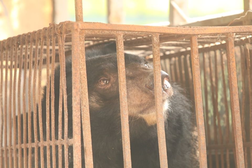 China promueve la bilis de oso como tratamiento para el coronavirus 10 Animales salvajes en peligro
