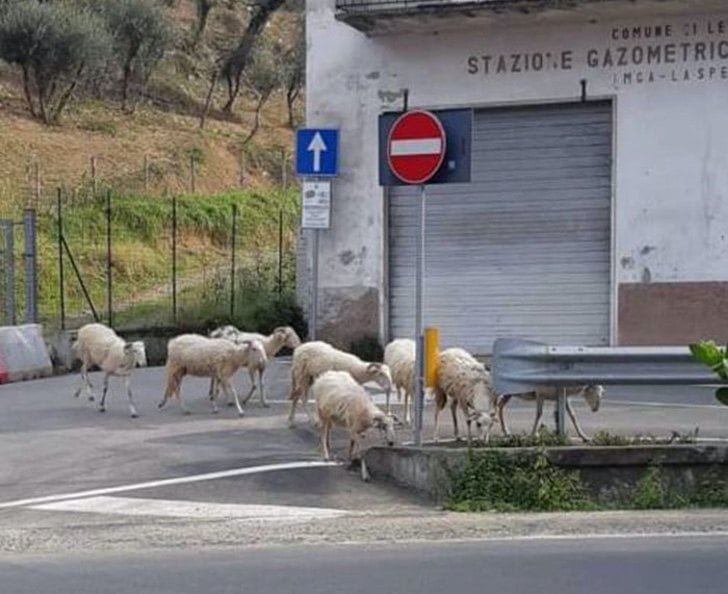 Animales invaden ciudades mientras las personas están en cuarentena 3 Ovejas en calles de Italia