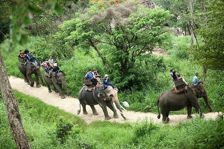 Decenas de elefantes utilizados para pasear turistas fueron liberados en Tailandia 7 Paseo de elefantes