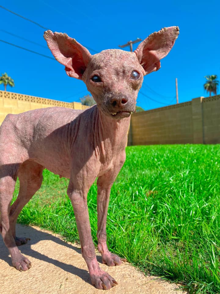 Perro que parecía una pequeña momia es tan bonito ahora 5 Pequeña momia llamada Blondie