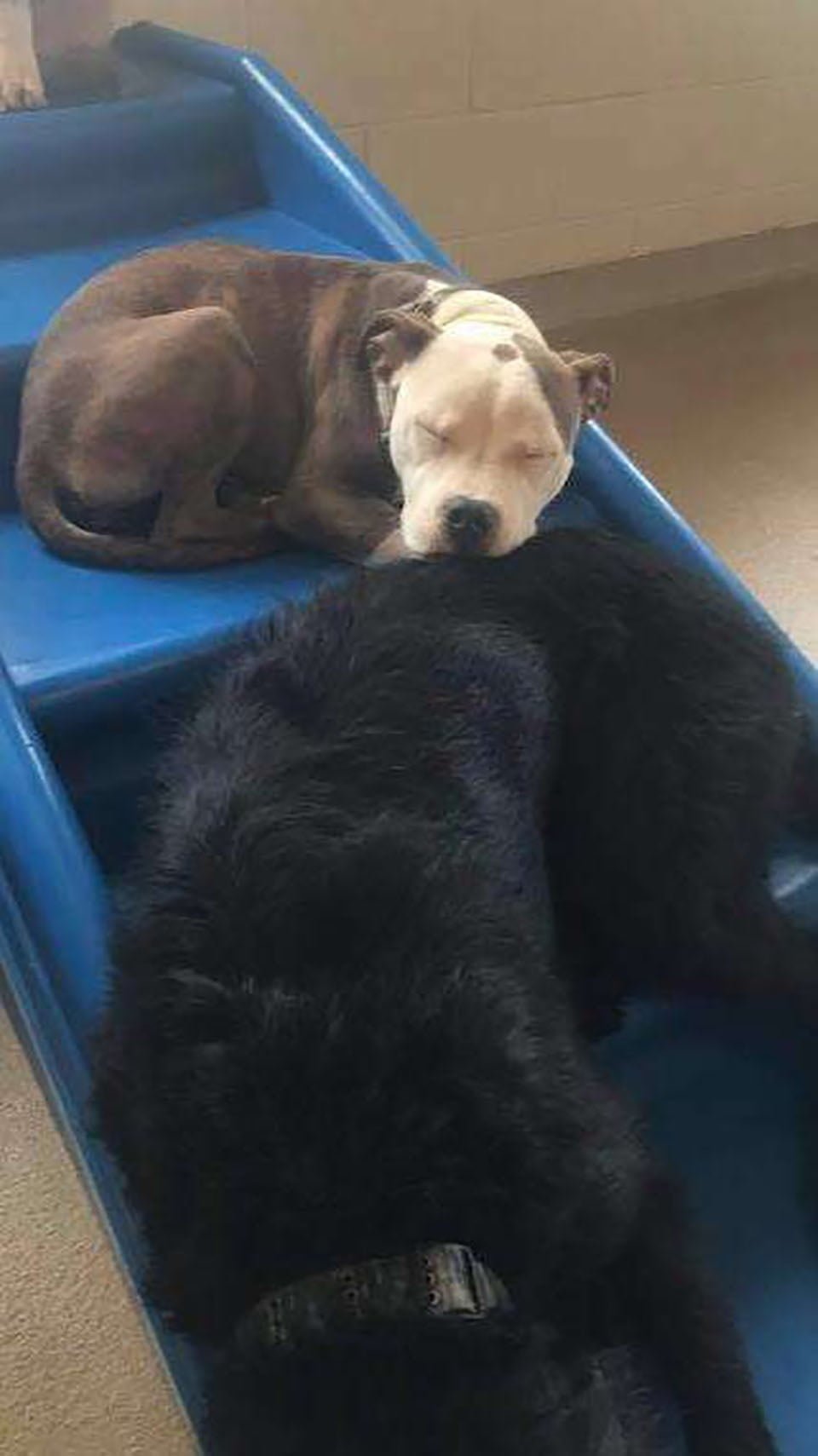 Perro se hace amigo de los perros más esponjosos de la guardería para tomar una siesta 11 Perrita disfruta de una siesta en la guardería