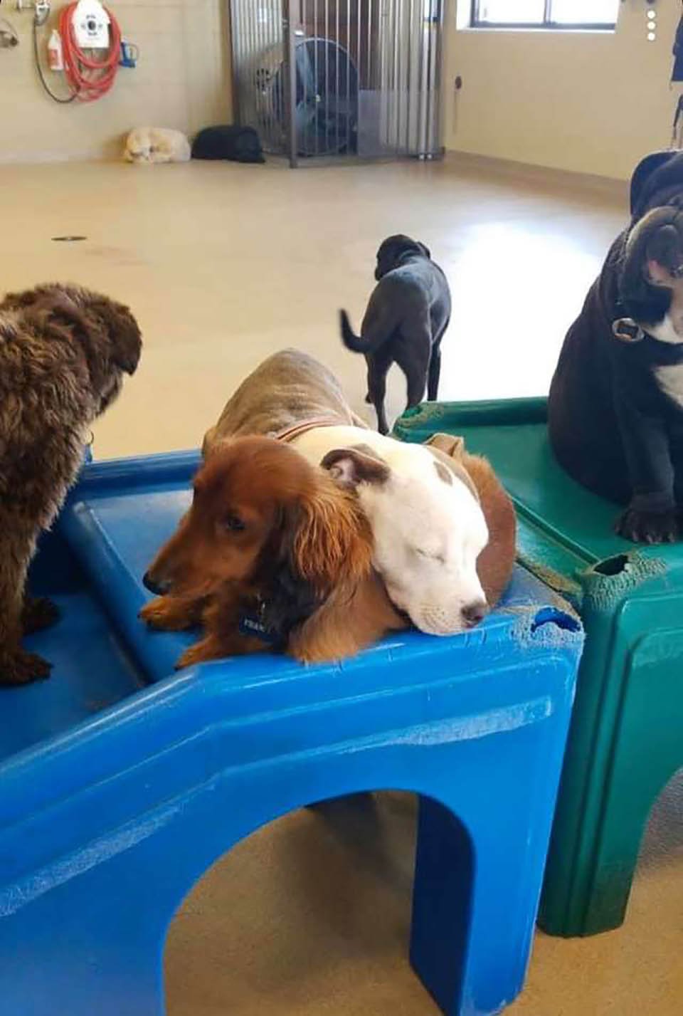 Perro se hace amigo de los perros más esponjosos de la guardería para tomar una siesta 12 Perrita duerme en la guardería sobre sus perritos