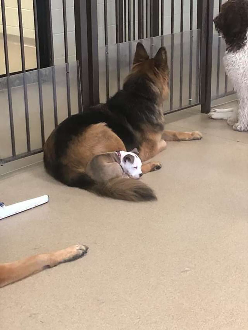 Perro se hace amigo de los perros más esponjosos de la guardería para tomar una siesta 8 Perrita duerme sobre cola de perrito