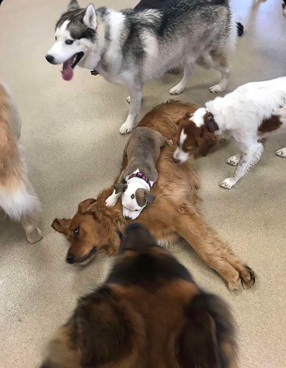 Perro se hace amigo de los perros más esponjosos de la guardería para tomar una siesta 10 Perrita duerme sobre perro grande
