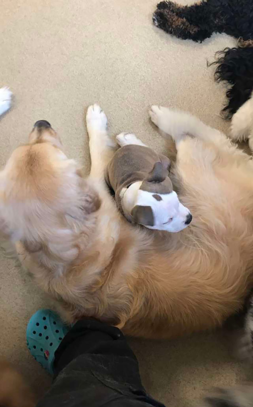 Perro se hace amigo de los perros más esponjosos de la guardería para tomar una siesta 9 Perrita duerme sobre perro