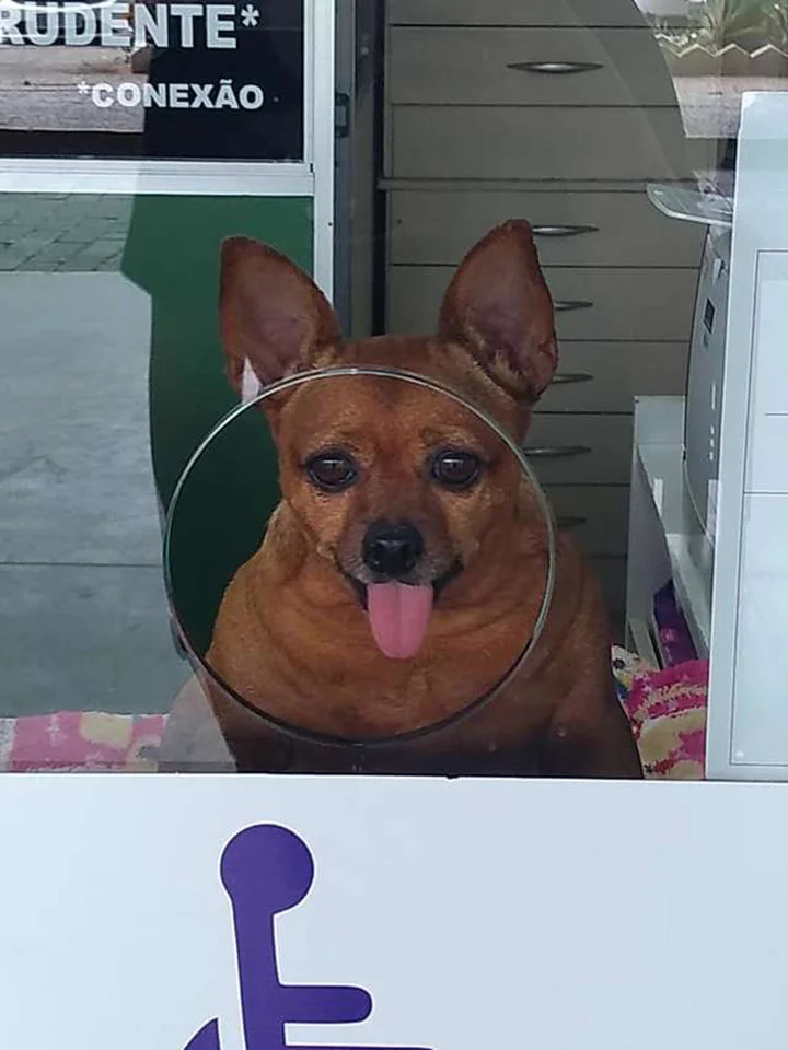 Perrita gordita trabaja como asistente en una estación de autobuses 2 Perrita gordita trabaja en estación
