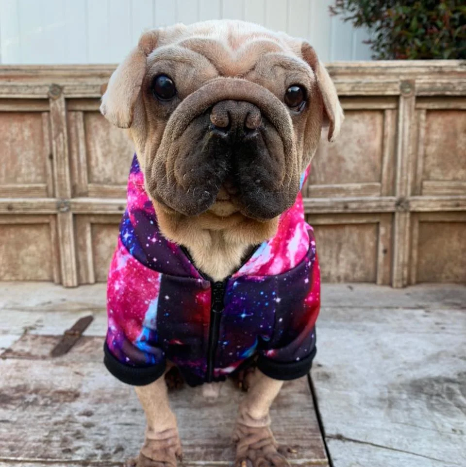 Perrito con atuendo de colores