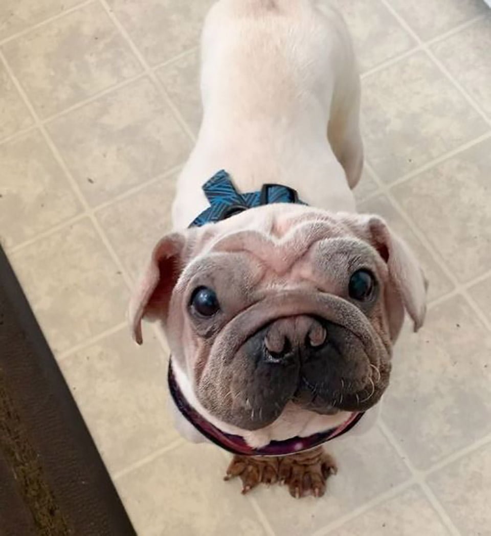 Este cachorro fue rescatado de un matadero y se parece al bebé Yoda 23 Perrito con mirada tierna se parece a bebé Yoda