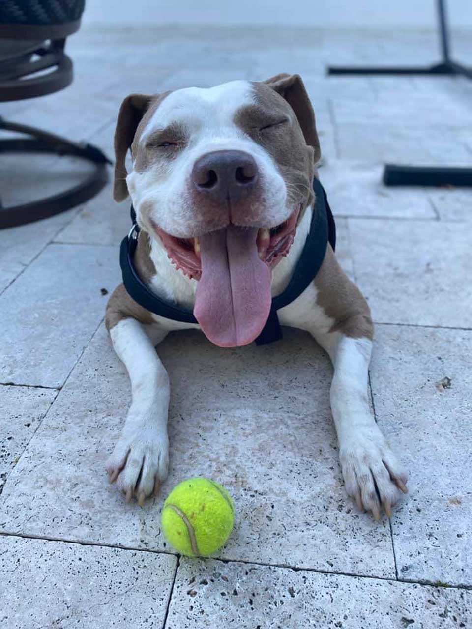 El perro más dulce necesita un hogar después de que su familia lo abandonó en la pandemia 6 Perrito con una pelota pequeña