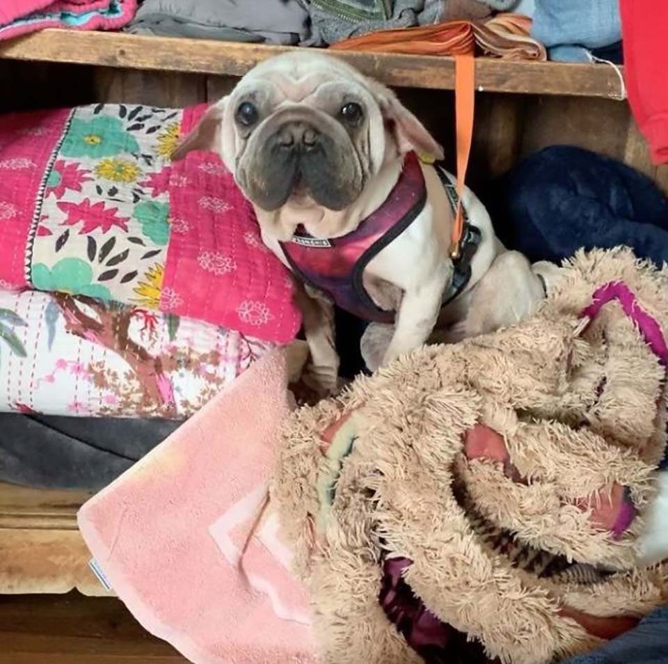 Este cachorro fue rescatado de un matadero y se parece al bebé Yoda 22 Perrito en su hogar