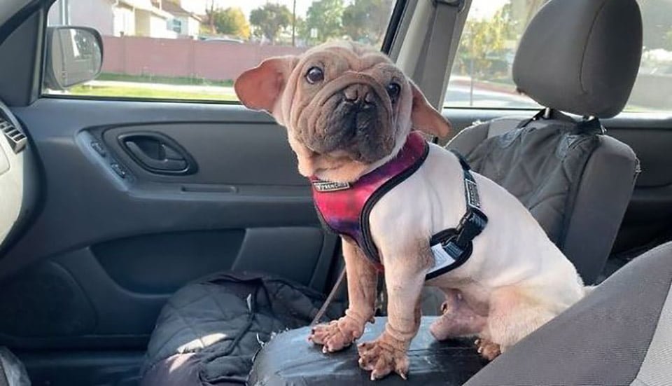 Este cachorro fue rescatado de un matadero y se parece al bebé Yoda 21 Perrito especial en el auto