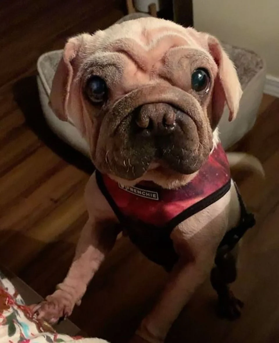 Perrito especial fue rescatado