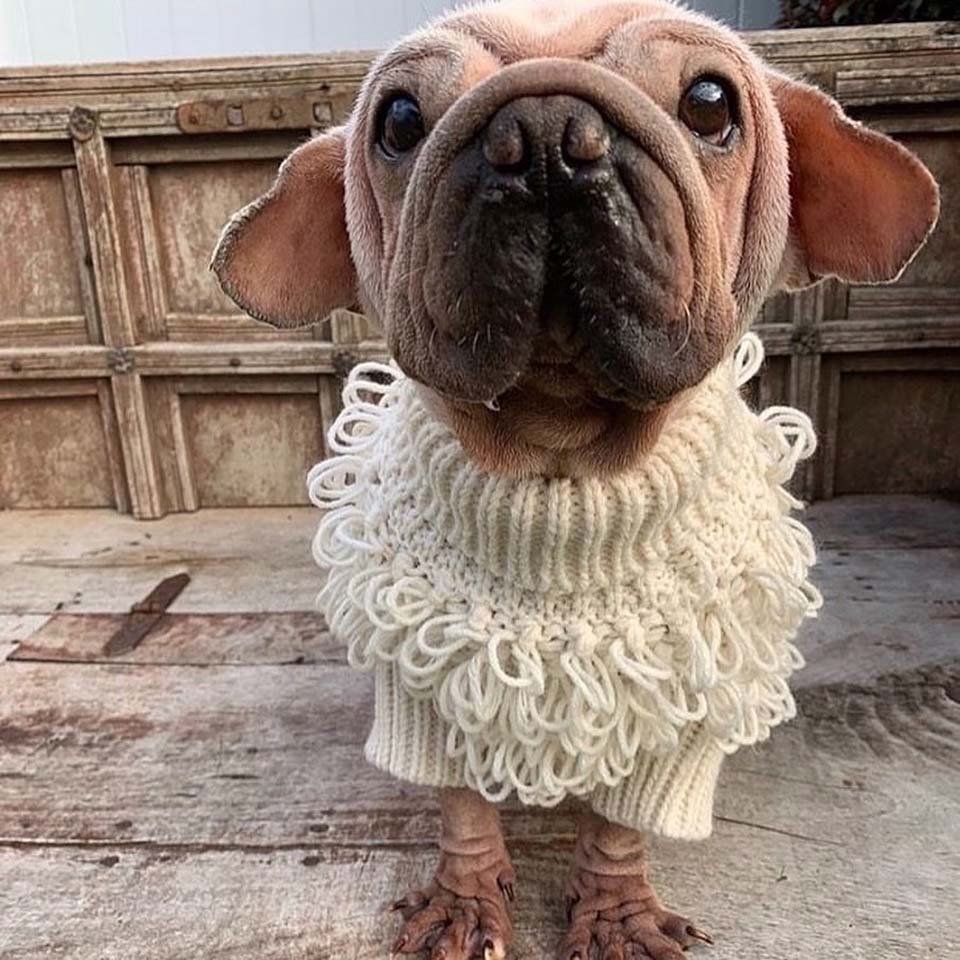 Este cachorro fue rescatado de un matadero y se parece al bebé Yoda 19 Perrito especial rescatado de un matadero recibe los mejores cuidados