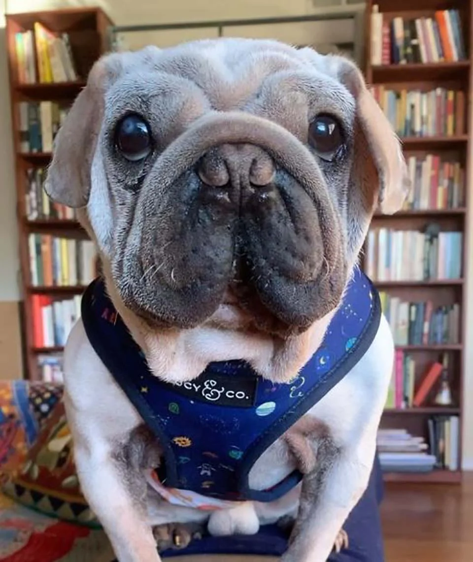 Perrito frente a biblioteca