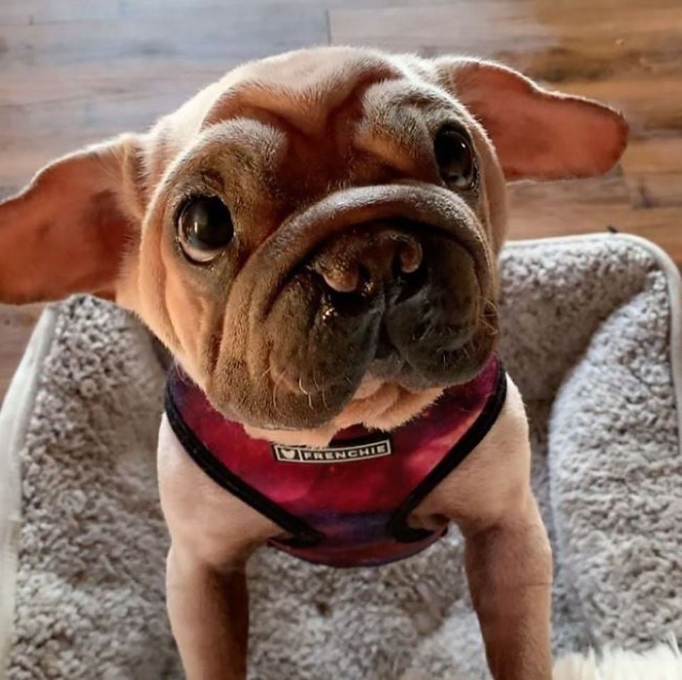 Este cachorro fue rescatado de un matadero y se parece al bebé Yoda 17 Perrito rescatado le buscan parecido a bebé Yoda