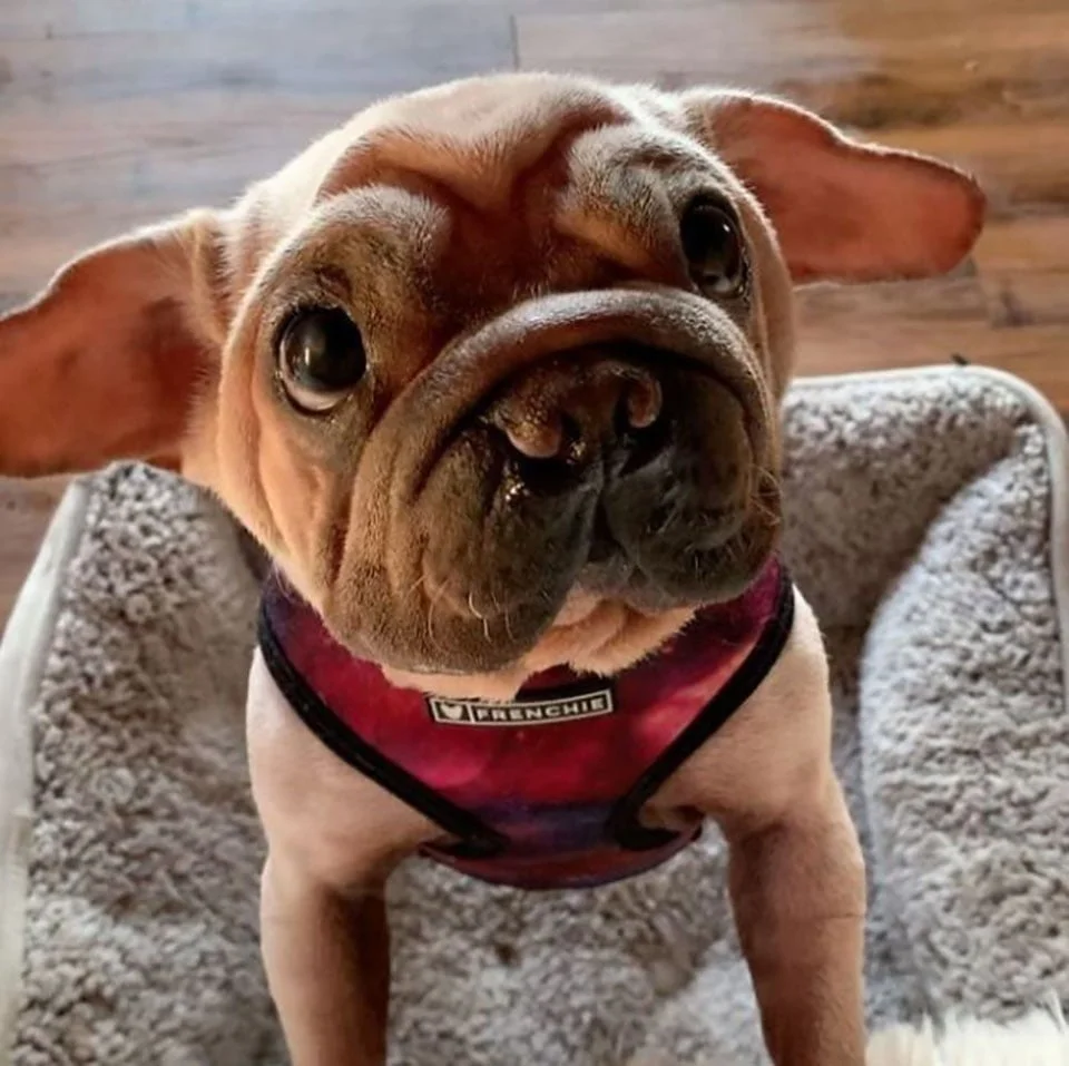 Perrito rescatado le buscan parecido a bebé Yoda