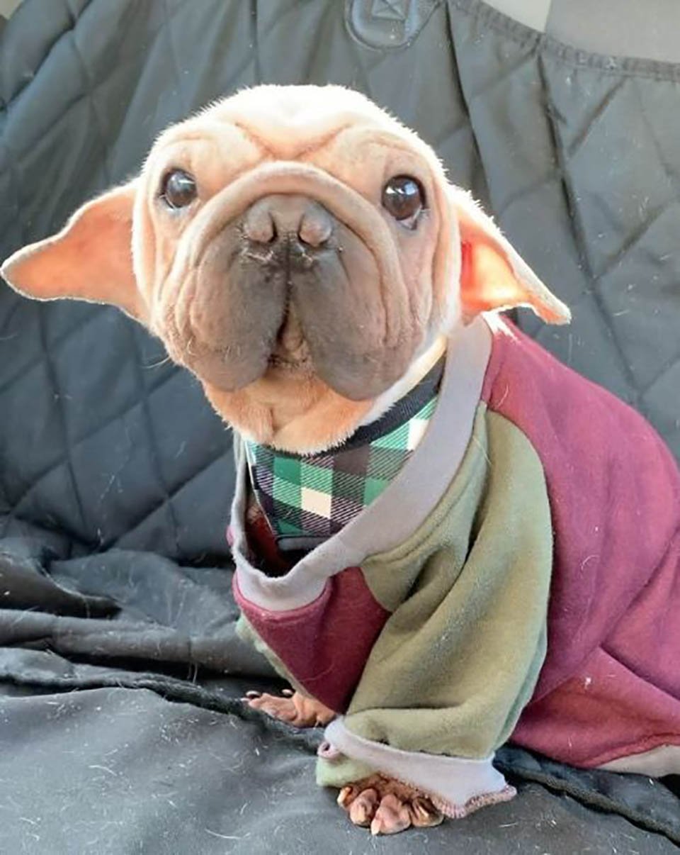 Este cachorro fue rescatado de un matadero y se parece al bebé Yoda 15 Perrito se parece a bebé Yoda
