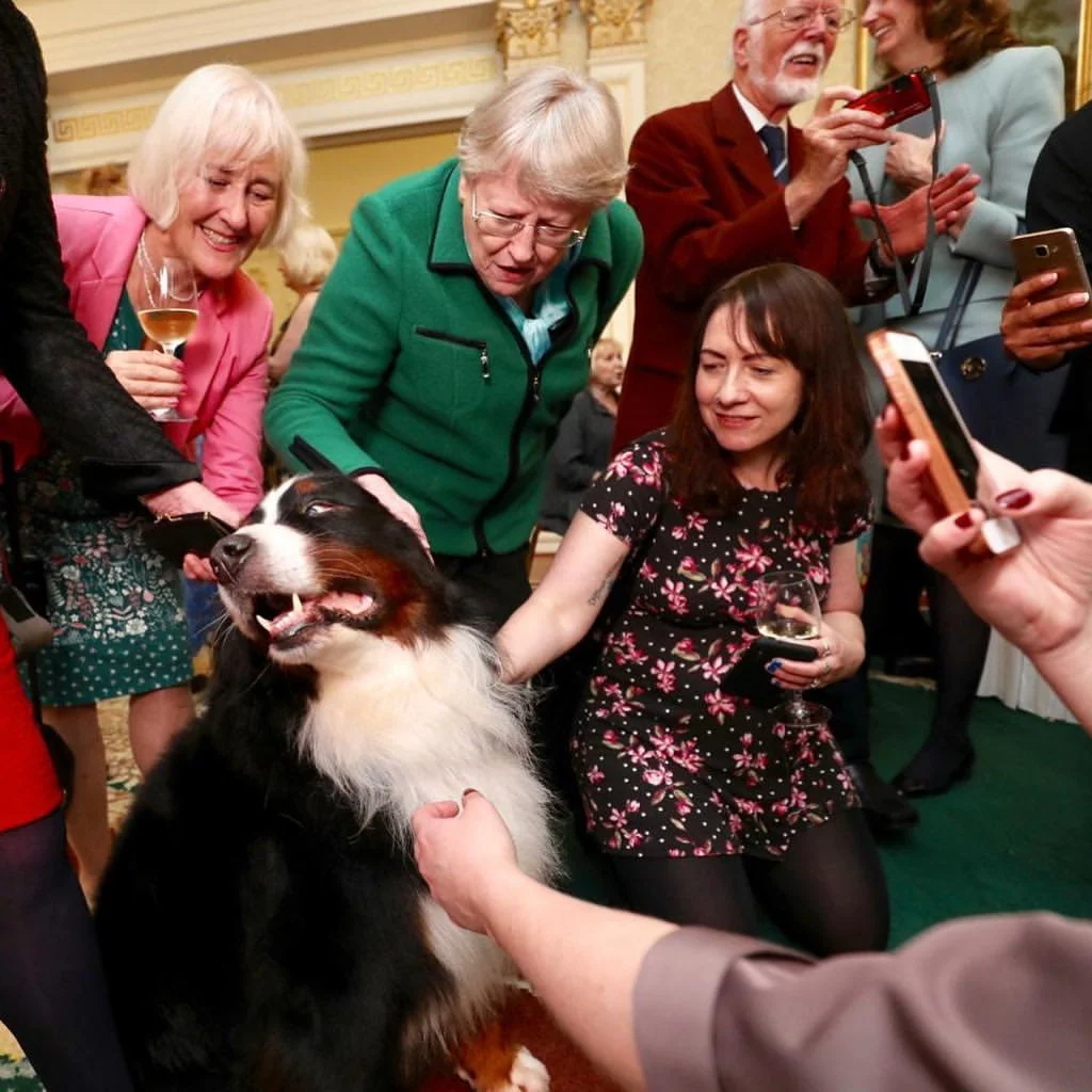 Perro del presidente de Irlanda Perro del presidente de Irlanda