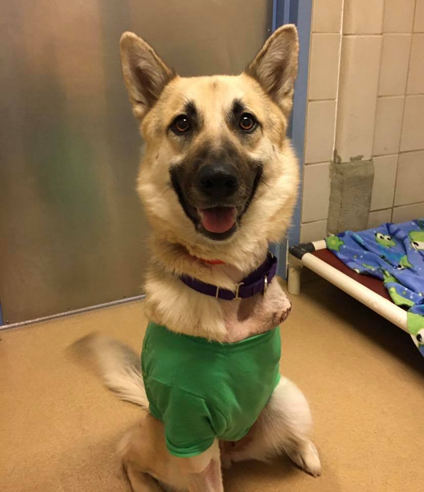 Refugio encuentra un hogar para cada animal en adopción y no pueden estar más felices 2 Perro del refugio animal