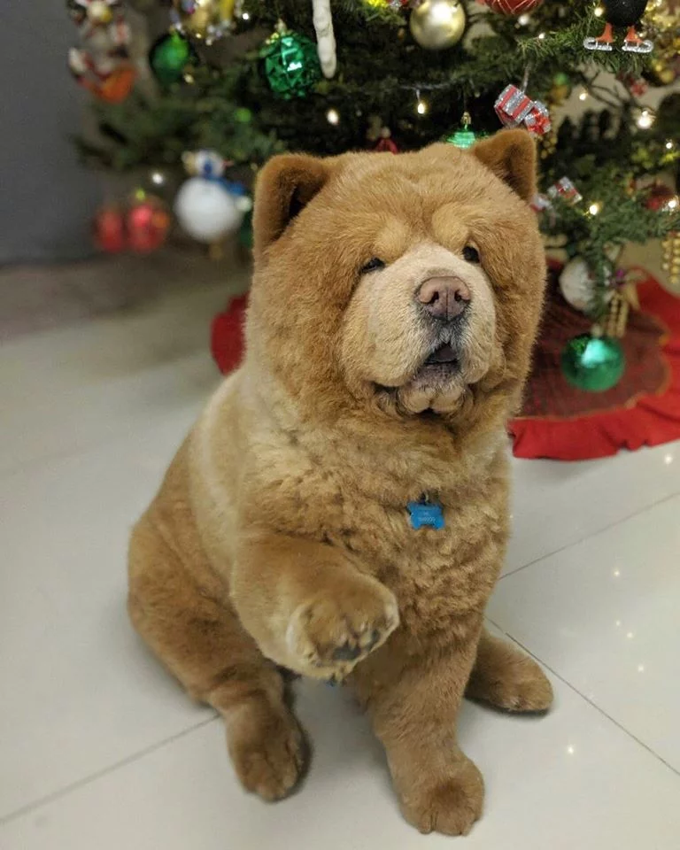 Conoce a Chowder, el Chow Chow que parece un oso de peluche gigante 2 Perro parece un oso de peluche