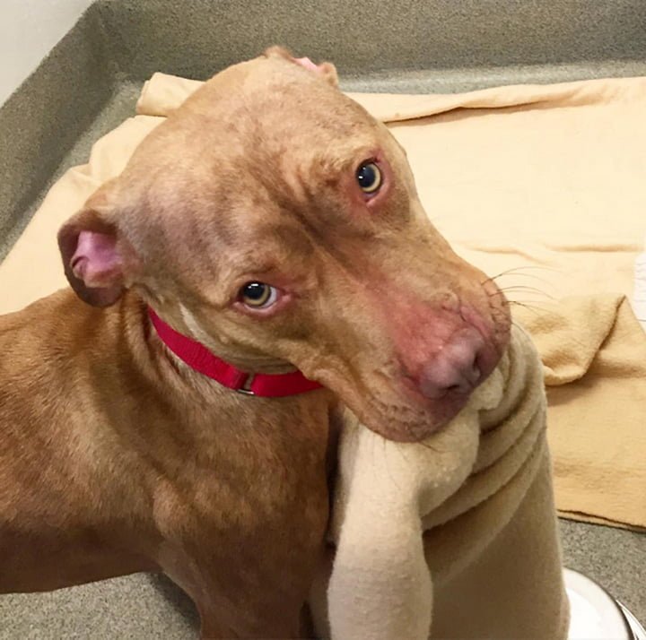 Perro sin hogar hace su cama a diario con la esperanza de que lo adopten 3 Perro sin hogar tiende su cama
