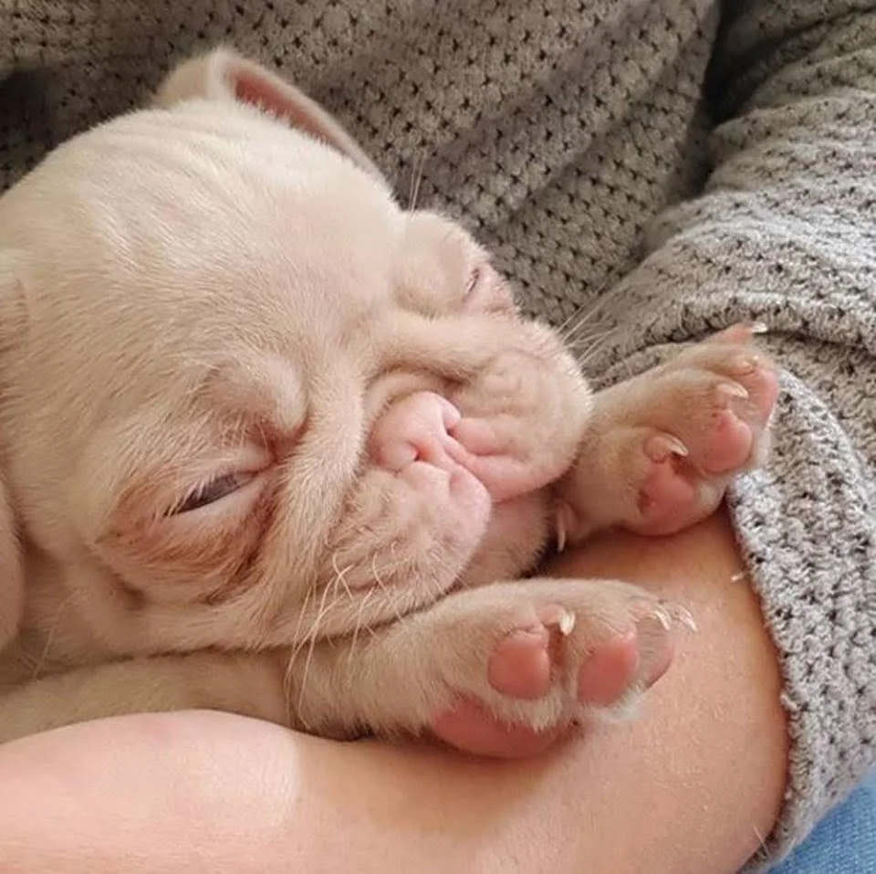 Pug cachorro con piel rosada